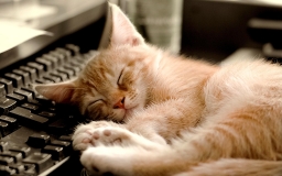 cat-napping-on-the-keyboard-wallpaper-539c6718a1869